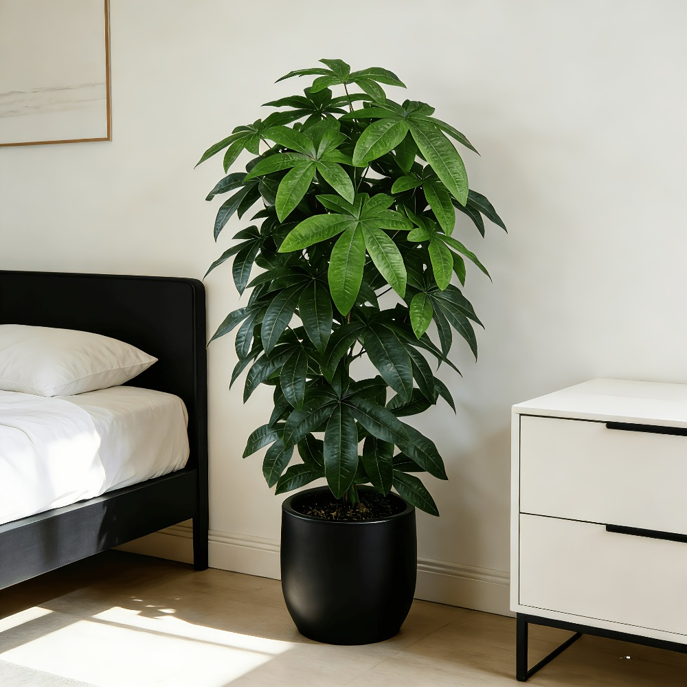 Fiddle Leaf Fig - Un arbre à monnaie artificiel Pachira